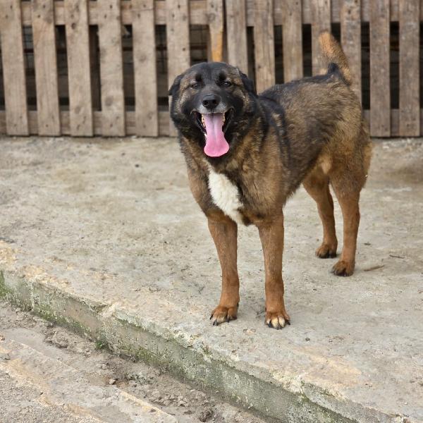 Carrie, simil Pastore del Caucaso Foto 3